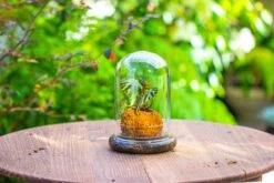 Glass Dome Cloche Set With Air Hole - 5.9 X 5.9 X 8.2" Indoor, Suitable For Southern, Tropical Area -Terrarium Plant Hub IMG 7937