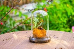 Glass Dome Cloche Set With Air Hole - 5.9 X 5.9 X 8.2" Indoor, Suitable For Southern, Tropical Area -Terrarium Plant Hub IMG 7938