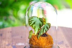 Glass Dome Cloche Set With Air Hole - 5.9 X 5.9 X 8.2" Indoor, Suitable For Southern, Tropical Area -Terrarium Plant Hub IMG 7939