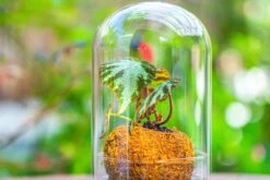 Glass Dome Cloche Set With Air Hole - 5.9 X 5.9 X 8.2" Indoor, Suitable For Southern, Tropical Area -Terrarium Plant Hub IMG 7940