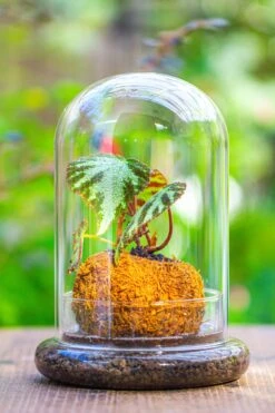 Glass Dome Cloche Set With Air Hole - 5.9 X 5.9 X 8.2" Indoor, Suitable For Southern, Tropical Area -Terrarium Plant Hub IMG 7941