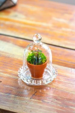 3 Units Mini Bell Shape Glass Cloche Dome With Beaded Decorative Base 9.5x14cm -Terrarium Plant Hub IMG 7979 4d147eb8 439e 4fe6 ba2d 1e07ccc9cdde