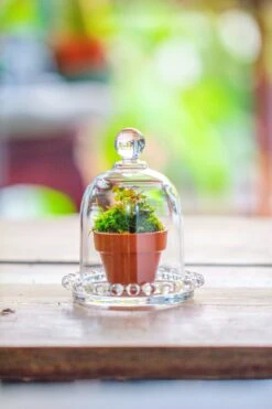 3 Units Mini Bell Shape Glass Cloche Dome With Beaded Decorative Base 9.5x14cm -Terrarium Plant Hub IMG 7980 fafca3b8 27e6 4c71 b1fa 5314f394ded8