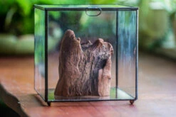 Natural Driftwood For Moss Terrarium, Miniature, Micro Landscape, Unique 10-26, Suitable For Both Live And Preserved Moss -Terrarium Plant Hub IMG 7983