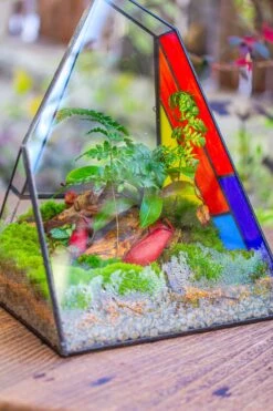 Rainbow Stained Glass Irregular Geometric Ice Peak Shape Terrarium, Close -Terrarium Plant Hub IMG 7988