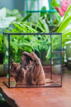 Natural Driftwood For Moss Terrarium, Miniature, Micro Landscape, Unique 10-11, Suitable For Both Live And Preserved Moss -Terrarium Plant Hub IMG 8017