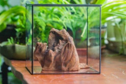 Natural Driftwood For Moss Terrarium, Miniature, Micro Landscape, Unique 10-11, Suitable For Both Live And Preserved Moss -Terrarium Plant Hub IMG 8018