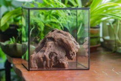 Natural Driftwood For Moss Terrarium, Miniature, Micro Landscape, Unique 10-30, Suitable For Both Live And Preserved Moss -Terrarium Plant Hub IMG 8025