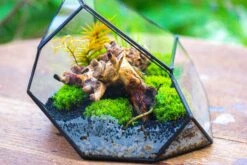 Irregular Geometric Rock Shape Glass And Tin Terrarium, For Moss -Terrarium Plant Hub IMG 8026 2ab62e4d a9ef 4d92 ae45 6af0a2f7ba0a