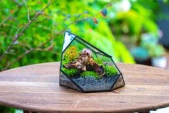 Irregular Geometric Rock Shape Glass And Tin Terrarium, For Moss -Terrarium Plant Hub IMG 8028 009be421 532f 471a ae3d 9ab65dbb5a00