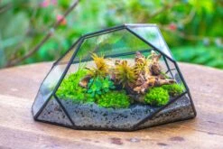Irregular Geometric Rock Shape Glass And Tin Terrarium, For Moss -Terrarium Plant Hub IMG 8040 cc094d92 aea2 4ae5 bf62 fa069fc3f382