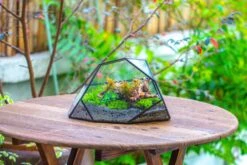 Irregular Geometric Rock Shape Glass And Tin Terrarium, For Moss -Terrarium Plant Hub IMG 8041 d321b4b5 a0a1 4fb3 83bb 16232bebd00e