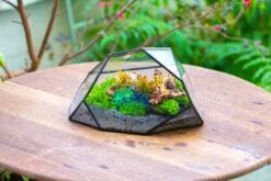 Irregular Geometric Rock Shape Glass And Tin Terrarium, For Moss -Terrarium Plant Hub IMG 8043 b88af9b1 3562 4803 8ec6 0521b2f6f96a