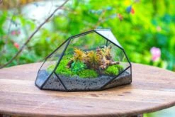 Irregular Geometric Rock Shape Glass And Tin Terrarium, For Moss -Terrarium Plant Hub IMG 8046 1124d2f5 b9d3 4122 a910 ebf74addf799