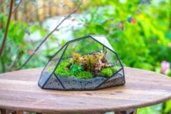 Irregular Geometric Rock Shape Glass And Tin Terrarium, For Moss -Terrarium Plant Hub IMG 8049 d4a3a6c0 560f 4979 98c8 c72acddbdcdf