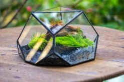 Geometric Terrarium Irregular, Handmade,Tin And Glass -Terrarium Plant Hub IMG 8056 efbb59bd 1110 4205 b505 47f76b876d22