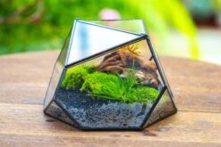Geometric Terrarium Irregular, Handmade,Tin And Glass -Terrarium Plant Hub IMG 8059 fd5b89d8 dfd0 4399 b85b cb065905562a