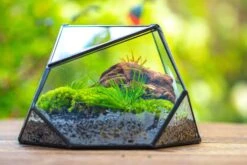 Geometric Terrarium Irregular, Handmade,Tin And Glass -Terrarium Plant Hub IMG 8060 02e93316 7a66 47f6 814a c7a084247d38