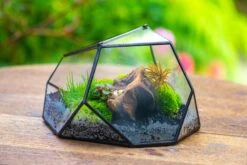 Geometric Terrarium Irregular, Handmade,Tin And Glass -Terrarium Plant Hub IMG 8064 3a3e3cd6 5b62 49ba 96d4 4d7f95990fae