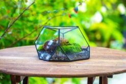 Geometric Terrarium Irregular, Handmade,Tin And Glass -Terrarium Plant Hub IMG 8067 35daaf36 1b5b 4320 88d7 5f788f8fd556