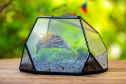 Geometric Terrarium Irregular, Handmade,Tin And Glass -Terrarium Plant Hub IMG 8069 1d3cfece cc2d 4b0a a618 c6fff920a5c9