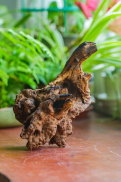 Natural Driftwood For Moss Terrarium, Miniature, Micro Landscape, Unique 10-7, Suitable For Both Live And Preserved Moss -Terrarium Plant Hub IMG 8072