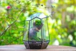 NCYP Large Close Geometric Glass Terrarium With Door, Tin Sealed Irregular Tall Planter For Moss Flower Pot -Terrarium Plant Hub IMG 8074 99e8332e ac84 4b48 a9ef 5a0743dfd2e8