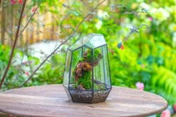 NCYP Large Close Geometric Glass Terrarium With Door, Tin Sealed Irregular Tall Planter For Moss Flower Pot -Terrarium Plant Hub IMG 8075