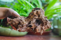 Natural Driftwood For Moss Terrarium, Miniature, Micro Landscape, Unique 10-7, Suitable For Both Live And Preserved Moss -Terrarium Plant Hub IMG 8078