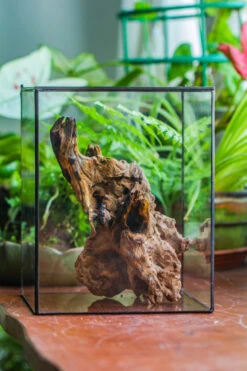 Natural Driftwood For Moss Terrarium, Miniature, Micro Landscape, Unique 10-7, Suitable For Both Live And Preserved Moss -Terrarium Plant Hub IMG 8080