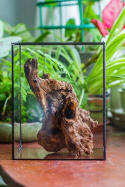 Natural Driftwood For Moss Terrarium, Miniature, Micro Landscape, Unique 10-7, Suitable For Both Live And Preserved Moss -Terrarium Plant Hub IMG 8081