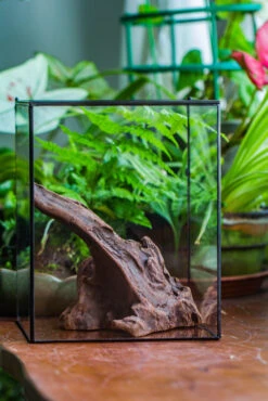 Natural Driftwood For Moss Terrarium, Miniature, Micro Landscape, Unique 10-9, Suitable For Both Live And Preserved Moss -Terrarium Plant Hub IMG 8089