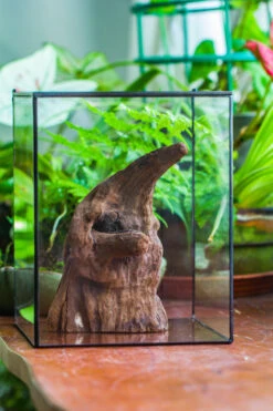 Natural Driftwood For Moss Terrarium, Miniature, Micro Landscape, Unique 10-6, Suitable For Both Live And Preserved Moss -Terrarium Plant Hub IMG 8094