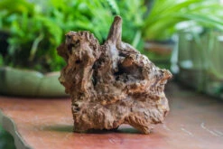 Natural Driftwood For Moss Terrarium, Miniature, Micro Landscape, Unique 10-8, Suitable For Both Live And Preserved Moss -Terrarium Plant Hub IMG 8109