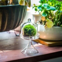 3 Units Mini Glass Serve Stand Dome Cloche Set 7x12.8cm -Terrarium Plant Hub IMG 8130