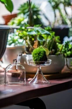 3 Units Mini Glass Serve Stand Dome Cloche Set 7x12.8cm -Terrarium Plant Hub IMG 8132