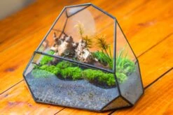 Irregular Geometric Rock Shape Glass And Tin Terrarium, For Moss -Terrarium Plant Hub IMG 8133 9db95353 8000 4c44 8286 361482e99770