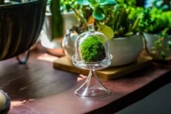 3 Units Mini Glass Serve Stand Dome Cloche Set 7x12.8cm -Terrarium Plant Hub IMG 8135