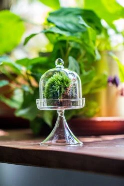 3 Units Mini Glass Serve Stand Dome Cloche Set 7x12.8cm -Terrarium Plant Hub IMG 8139