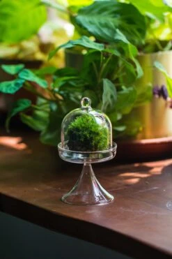 3 Units Mini Glass Serve Stand Dome Cloche Set 7x12.8cm -Terrarium Plant Hub IMG 8141 2