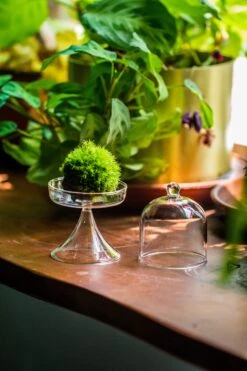3 Units Mini Glass Serve Stand Dome Cloche Set 7x12.8cm -Terrarium Plant Hub IMG 8142