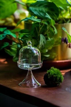 3 Units Mini Glass Serve Stand Dome Cloche Set 7x12.8cm -Terrarium Plant Hub IMG 8143