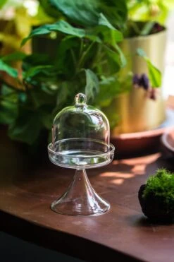 3 Units Mini Glass Serve Stand Dome Cloche Set 7x12.8cm -Terrarium Plant Hub IMG 8144