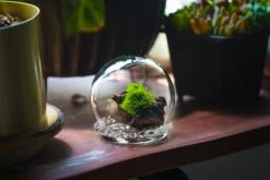 3 Units Mini Glass Globe Cloche With Decorative Beaded Base 9.5x10.8cm 25 3 Units Mini Glass Globe Cloche With Decorative Beaded Base 9.5x10.8cm -Terrarium Plant Hub IMG 8145
