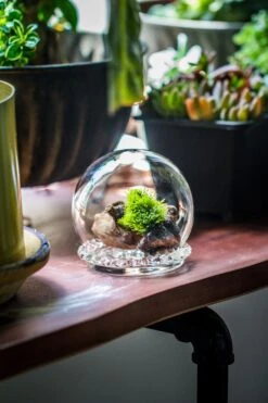 3 Units Mini Glass Globe Cloche With Decorative Beaded Base 9.5x10.8cm 24 3 Units Mini Glass Globe Cloche With Decorative Beaded Base 9.5x10.8cm -Terrarium Plant Hub IMG 8147
