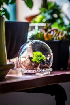 3 Units Mini Glass Globe Cloche With Decorative Beaded Base 9.5x10.8cm 26 3 Units Mini Glass Globe Cloche With Decorative Beaded Base 9.5x10.8cm -Terrarium Plant Hub IMG 8148