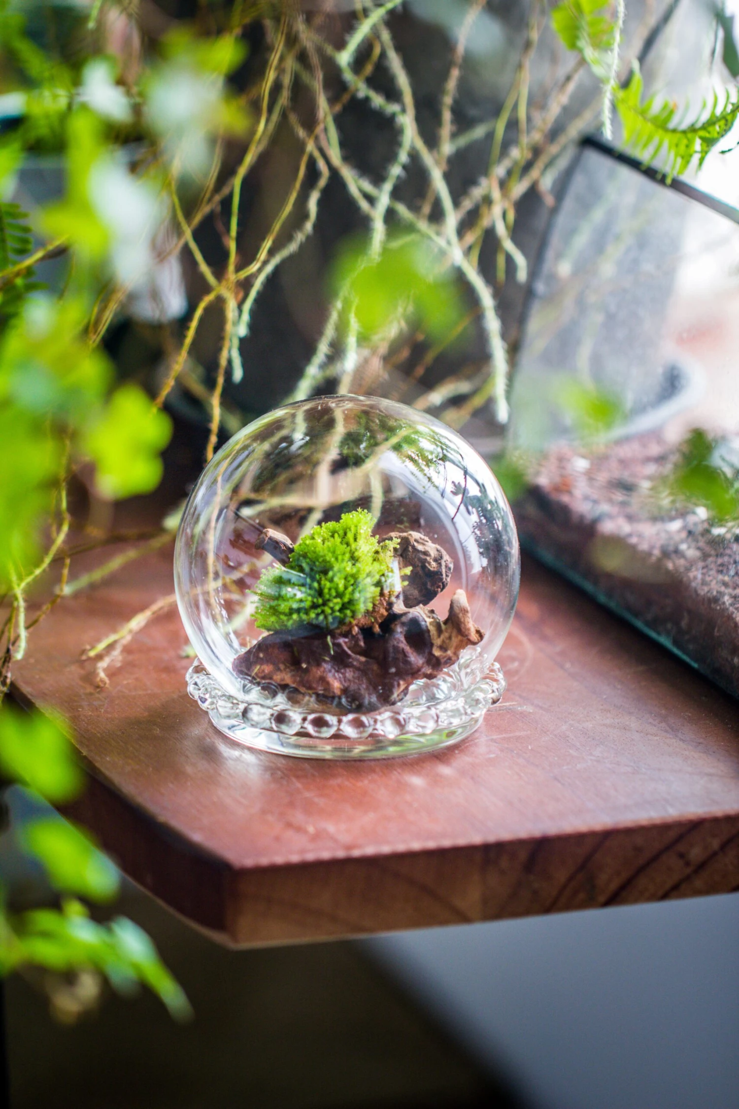 3 Units Mini Glass Globe Cloche With Decorative Beaded Base 9.5x10.8cm 8 3 Units Mini Glass Globe Cloche With Decorative Beaded Base 9.5x10.8cm - Image 6