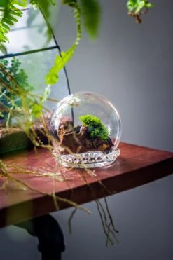 3 Units Mini Glass Globe Cloche With Decorative Beaded Base 9.5x10.8cm 28 3 Units Mini Glass Globe Cloche With Decorative Beaded Base 9.5x10.8cm -Terrarium Plant Hub IMG 8150