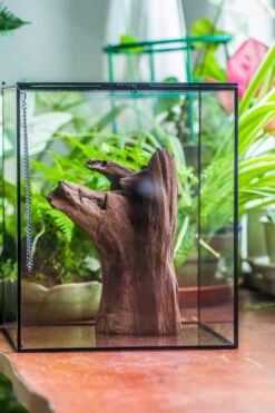 Natural Driftwood For Moss Terrarium, Miniature, Micro Landscape, Unique 10-22, Suitable For Both Live And Preserved Moss -Terrarium Plant Hub IMG 8150 87935ea5 573d 4773 b3b0 600932d3f384