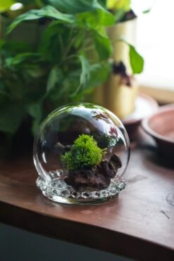 3 Units Mini Glass Globe Cloche With Decorative Beaded Base 9.5x10.8cm 29 3 Units Mini Glass Globe Cloche With Decorative Beaded Base 9.5x10.8cm -Terrarium Plant Hub IMG 8151